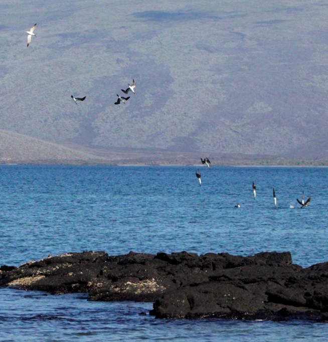 galapagos